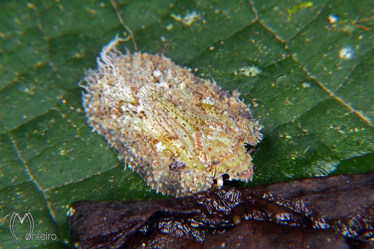 Fulgorid planthopper