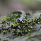 Northern Dusky Salamander