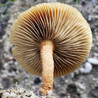 Common Fieldcap