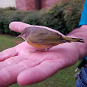 Nashville Warbler