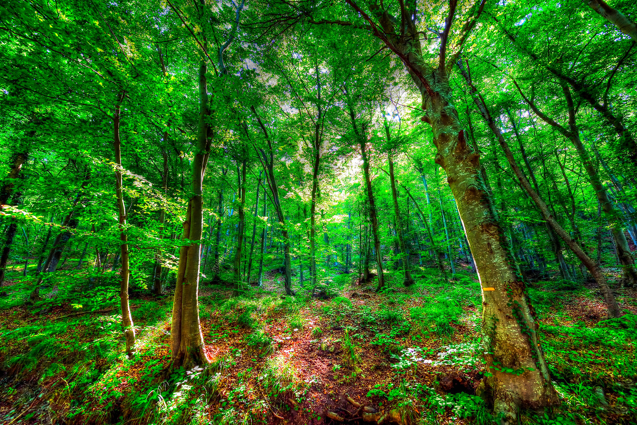 Manteniamolo cosi il bosco.... di Ocram