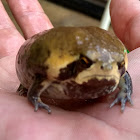 Mozambique rain frog