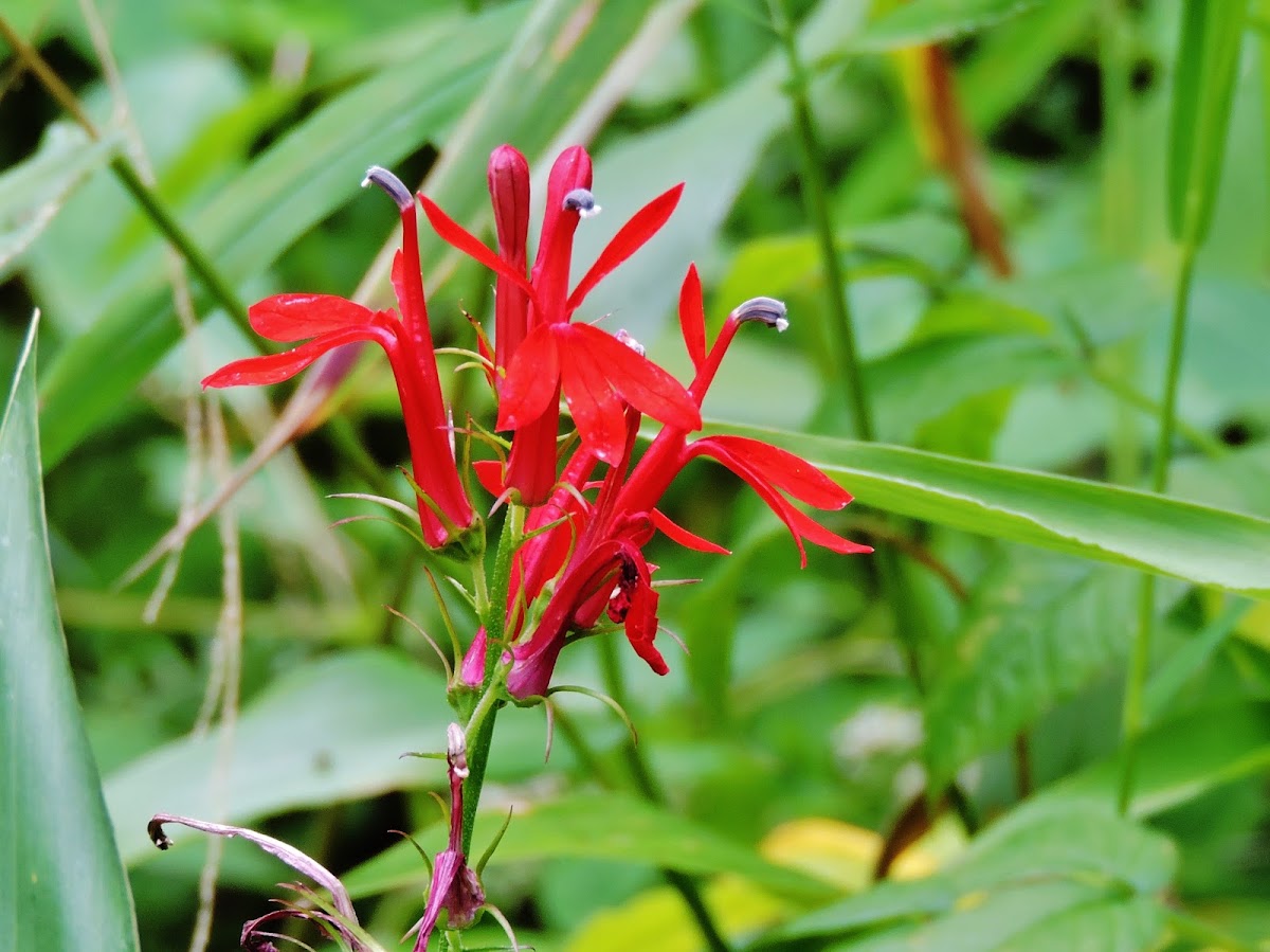 Cardinal wildflower