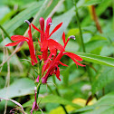 Cardinal wildflower