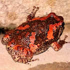 Sri Lankan bullfrog