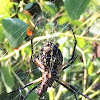 garden spider