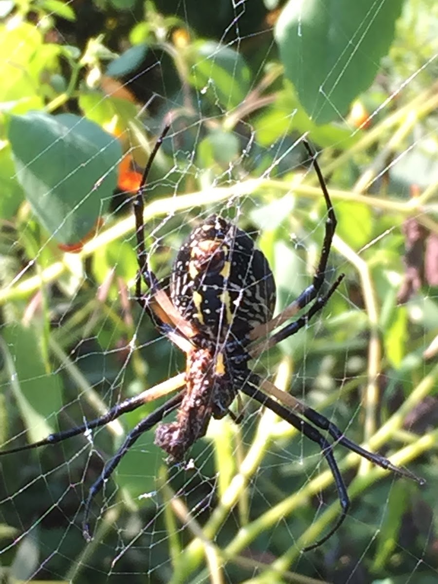 garden spider