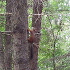 Eurasian red squirrel / Обыкновенная белка.Векша