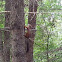 Eurasian red squirrel / Обыкновенная белка.Векша