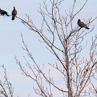 Woodpigeon; Paloma Torcaz