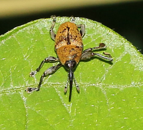 Weevil