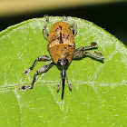 Weevil