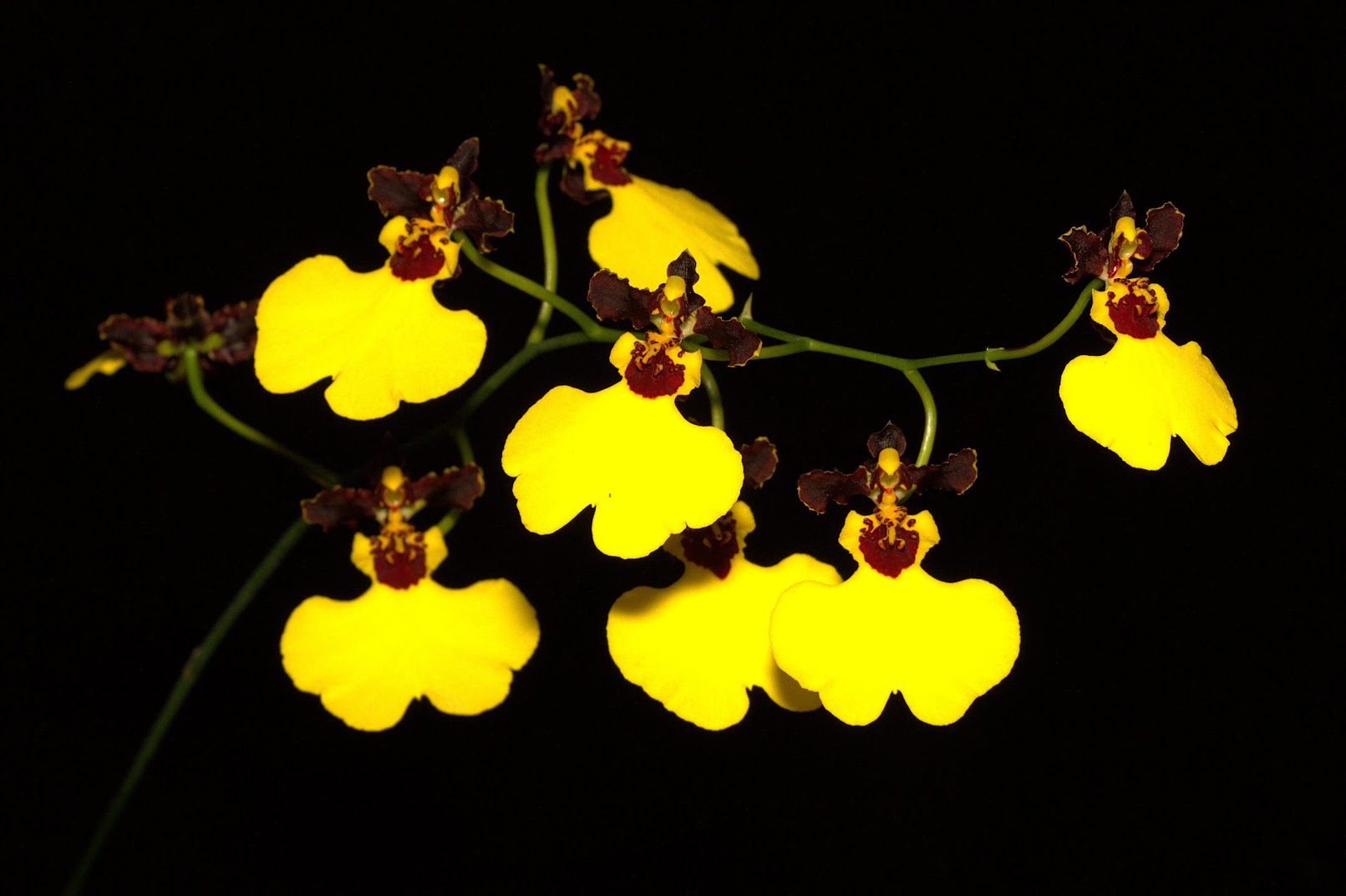 Gomesa (Oncidium) insignis BhHNXaNuVYCCskDcoGpKqCm9tofg_6Kd1cSul9xRX1FiqhXUQW8gCdBdcmKbCxjIYcSdhCk5IIHzdC9VC0jlJxcMHrjU53zxFkvFtyshZ3hJOE969E7HnhoP0U_XZgZoIZSbDgVUjWWbpc03wRSePzHwgRGO33qbKMgCHfhWQBOkGdeO_gPYVdsgzHSZ072Mypu_RfQ5OZDSf61Pua-N6489nefL7zqyNn6u0XelHwwfvJdzTYzDepELHz_6H98488QFms7qN1nCgz3VrwmBFeKMInjZKVcHUgEze4x4z8ZGJ9cAhhm-L19fzMWSVT5w4KmJCGeXpWEi7cQLM9DgTRqo5duhwBYbsDebdHEWKocrMayGvpkIq9coaFlWMlktjuaDMWzqV1h9SYgQ57dTl_RKdbad9DE0SbHusJgvcQP1xTVBS83PbpeMwtro8OUlMXXWIR5b5e4rd2QnyVaW-LzaC9SbTv4E1eFScD1PKYF9fqon1Q49vPbjZk2yhR2a6uGHl0os1w5TQhWa35NQg7uPrrxshroYYdQ2ucCQCC8jmOYbyNBf0E0Ao5IVfL0qL0vyhwC_1SxYvNwHuSQ-zjsDvulz9xUU5J5iMzsbmN0=w1611-h1073-no