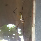 Orb Silk Spider