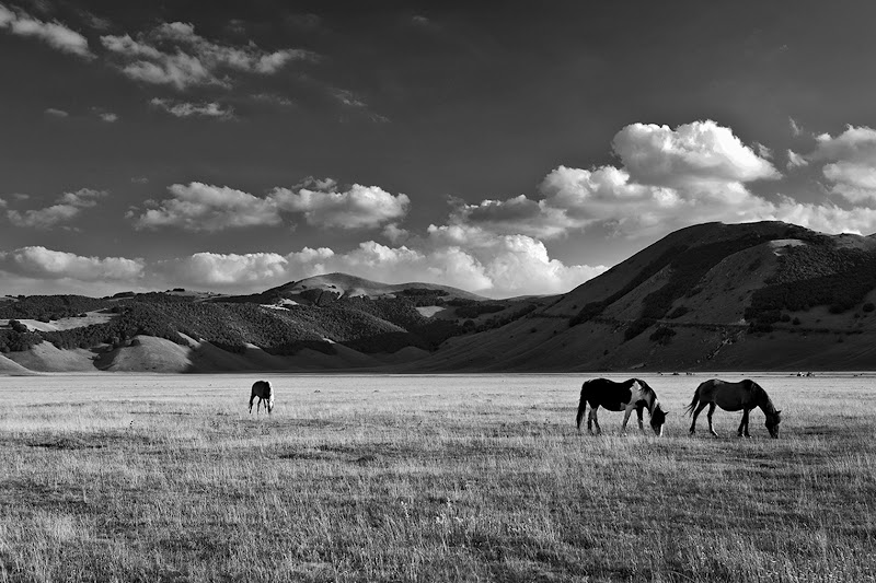 La Piana di Castelluccio di FrancescoPaolo