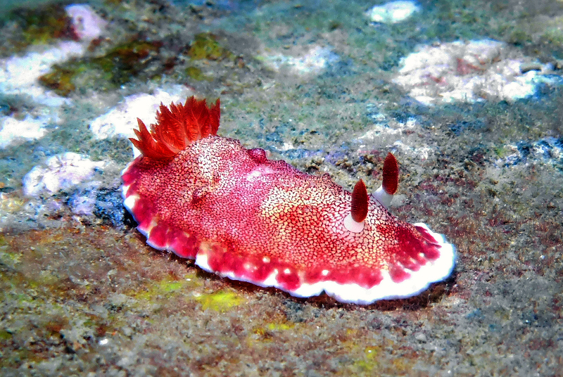 Goniobranchus tinctorius