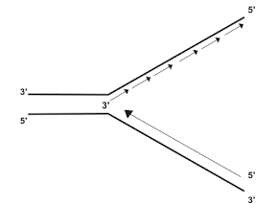 Replication: Synthesis of DNA