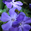 Striped Cucumber Beetle