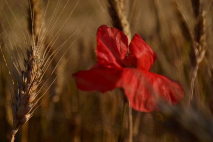 Essenza di papavero e grano di gabriele82