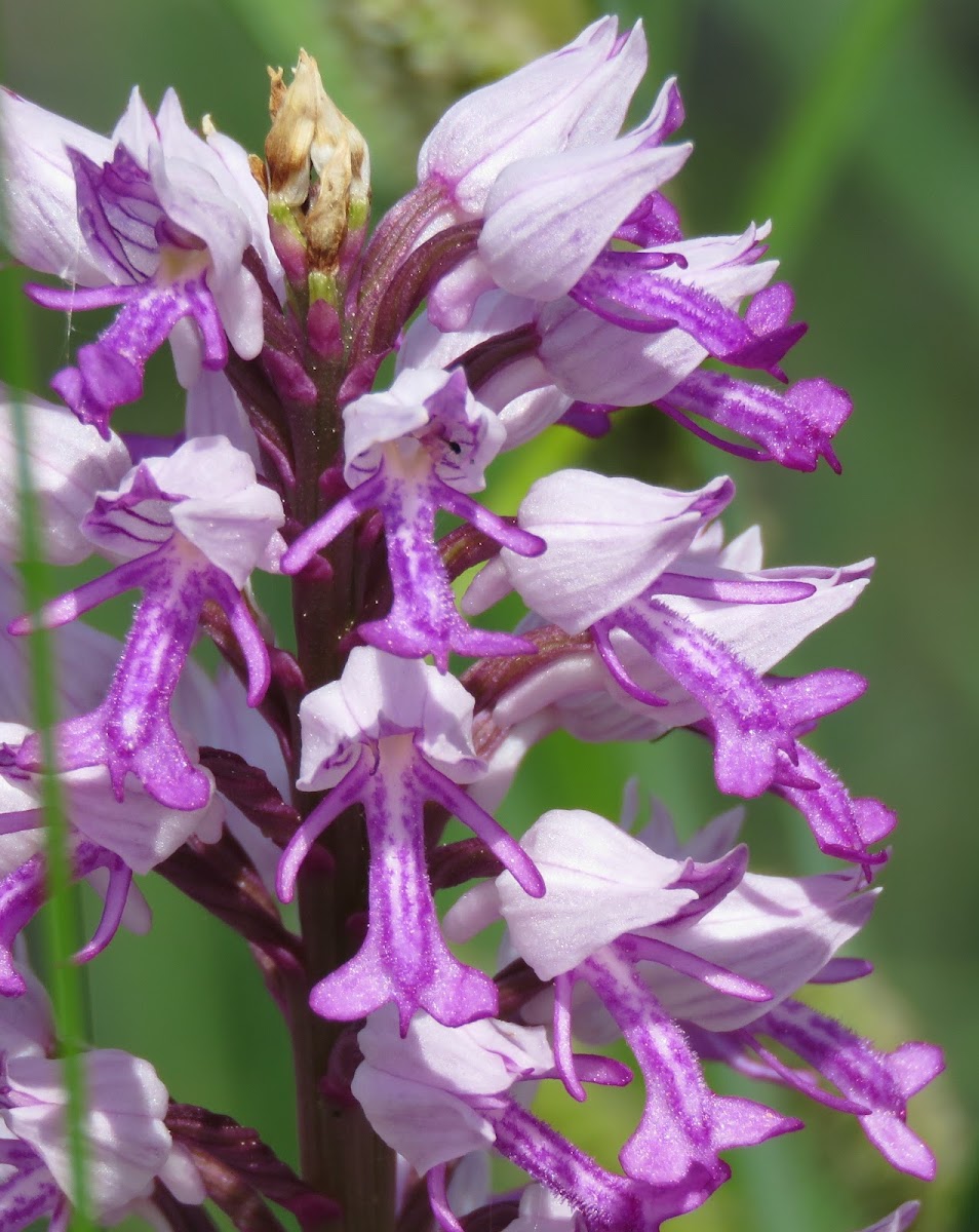 Military Orchid