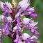 Military Orchid