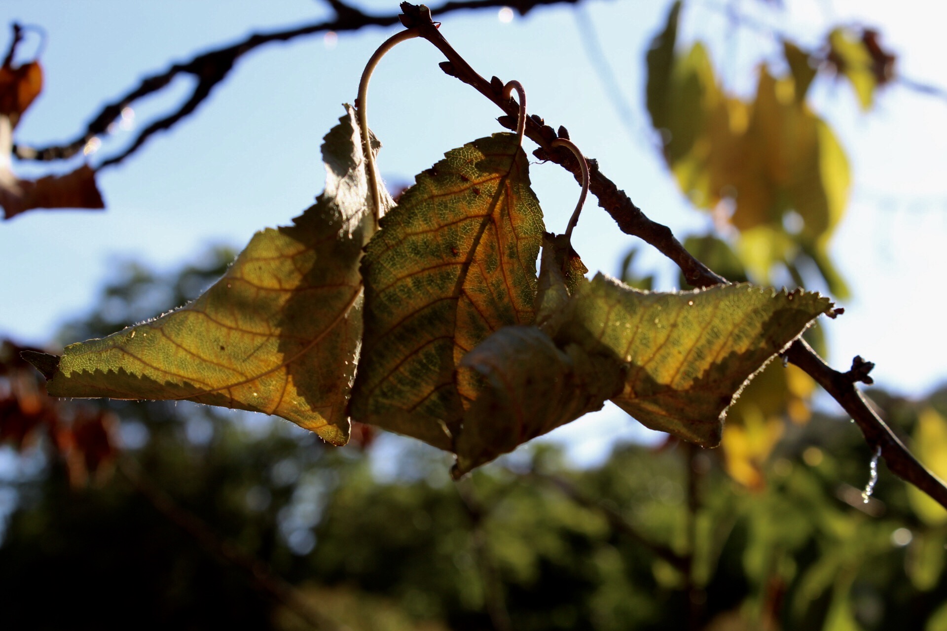 3 foglie... di MarcoPhotos