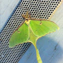 Luna moth