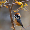 Black-throated Tit