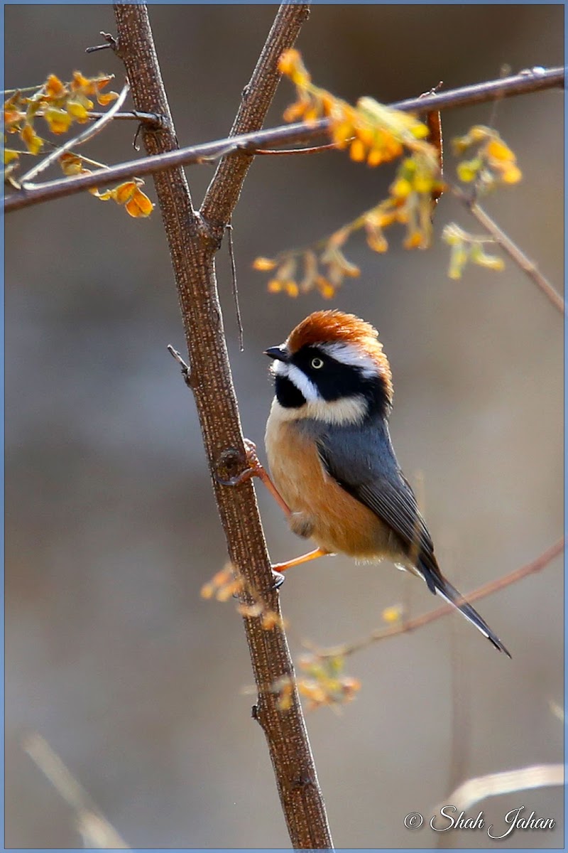 Black-throated Tit