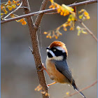 Black-throated Tit