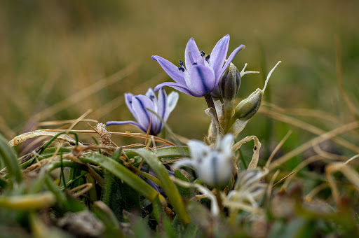 Scilla verna