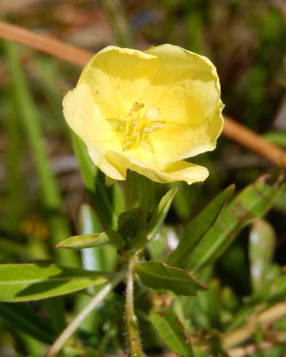 Common Evening Primrose