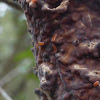 Larvae on Purple Fungus