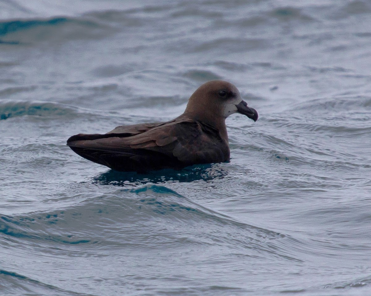 Grey-faced Petrel