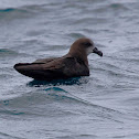 Grey-faced Petrel