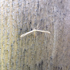 Morning-Glory Plume Moth