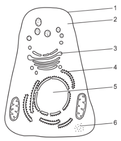 Comparing prokaryotic and eukaryotic cells