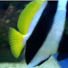 Pennant Coralfish