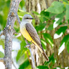 Western Kingbird