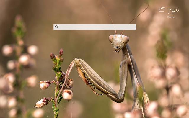 My Praying Mantis HD Wallpapers New Tab