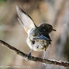 Robin; Petirrojo