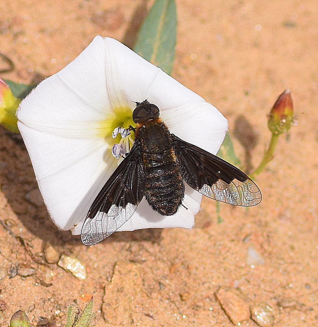 Bee Fly