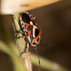 Shield Bug