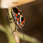 Shield Bug