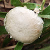 unknown toadstool