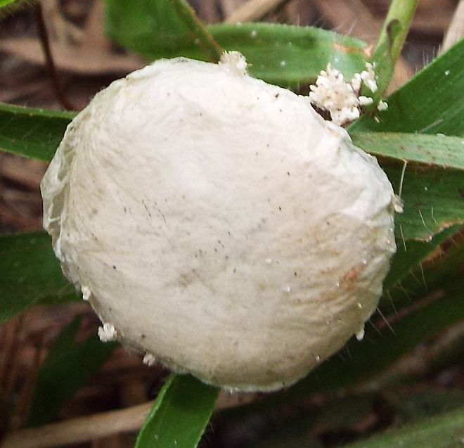 unknown toadstool