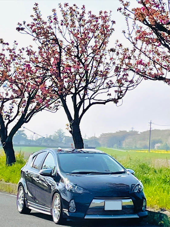 アクアの八重桜・桜パトロール・桜と愛車・キャリイ・肥料撒きに関するカスタム事例の投稿画像9枚目