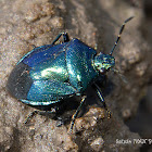 Blue Shieldbug