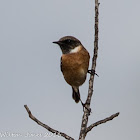 Stonechat; Tarabilla Común