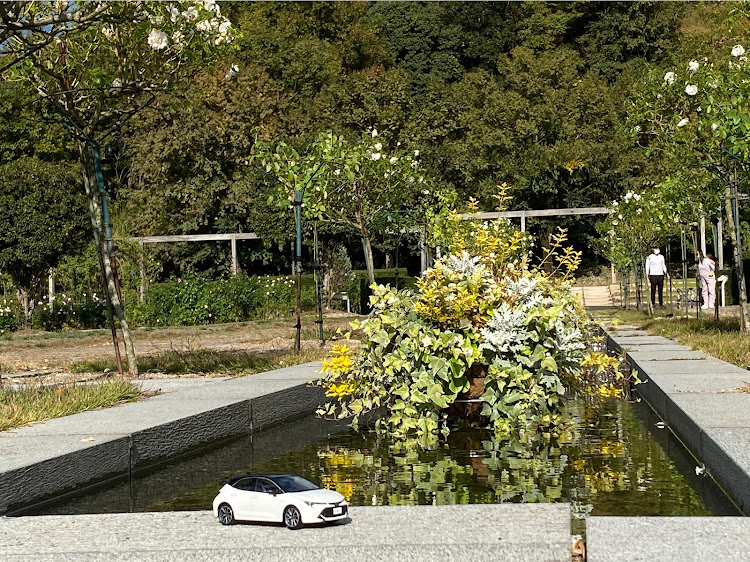 カローラスポーツのいつもイイネ&コメントありがとうございます🙇‍♂️・守レンジャー・花フェスタ記念公園・秋のバラに関するカスタム事例の投稿画像5枚目